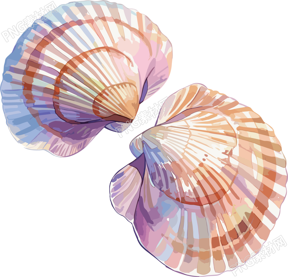 海贝壳简约插画