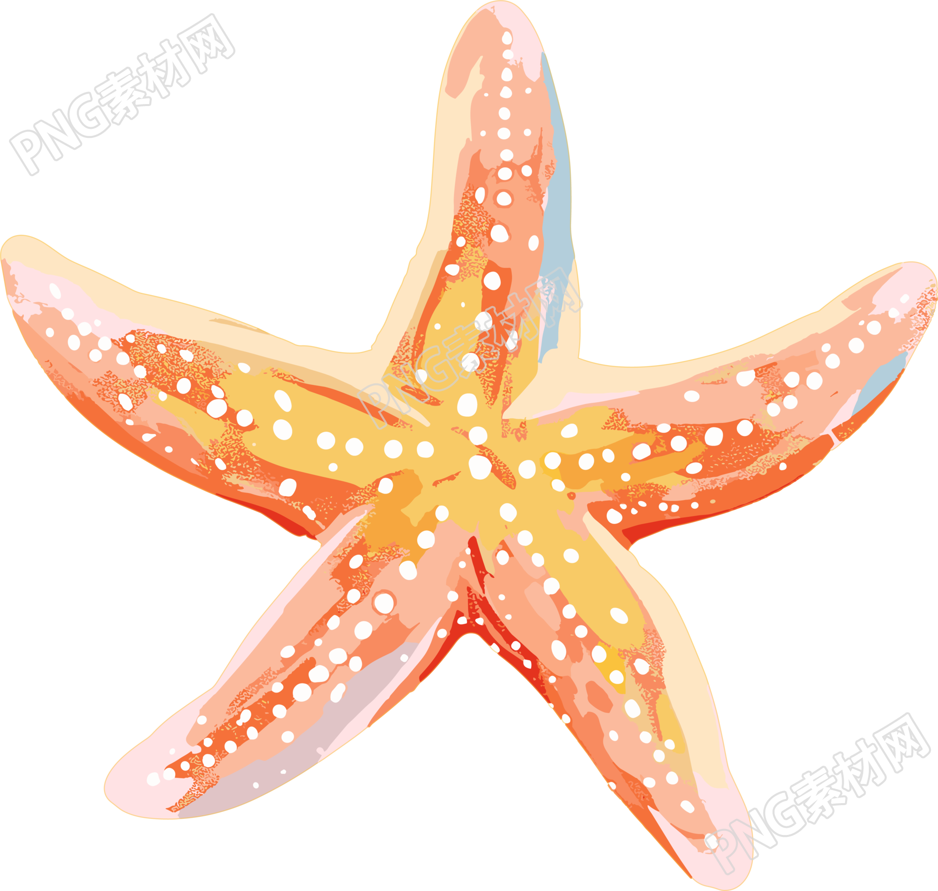 海洋海星插图