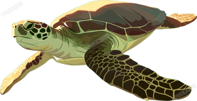 海洋海龜插畫