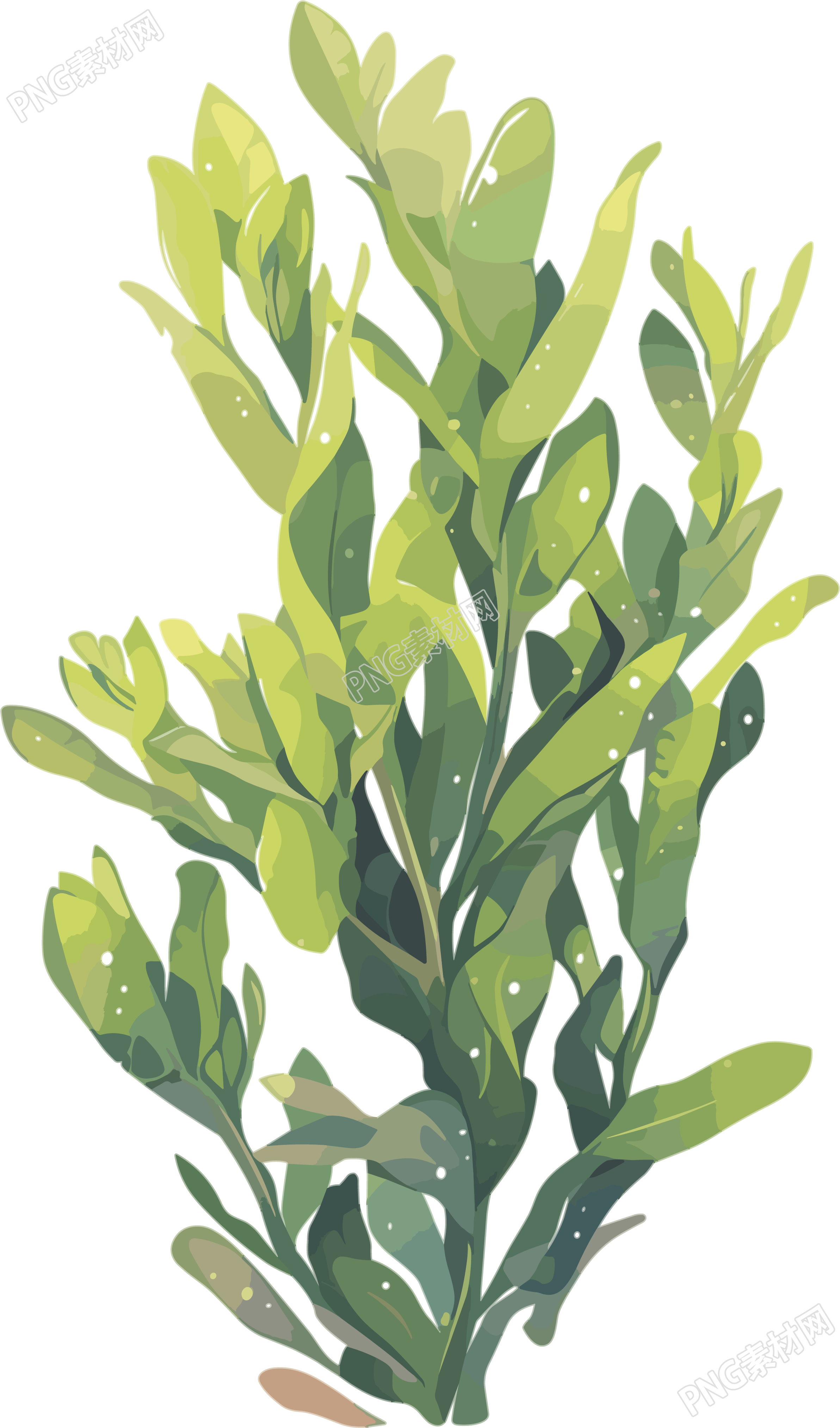 海洋海藻插图