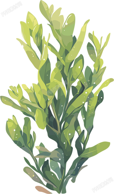 海洋海藻插圖