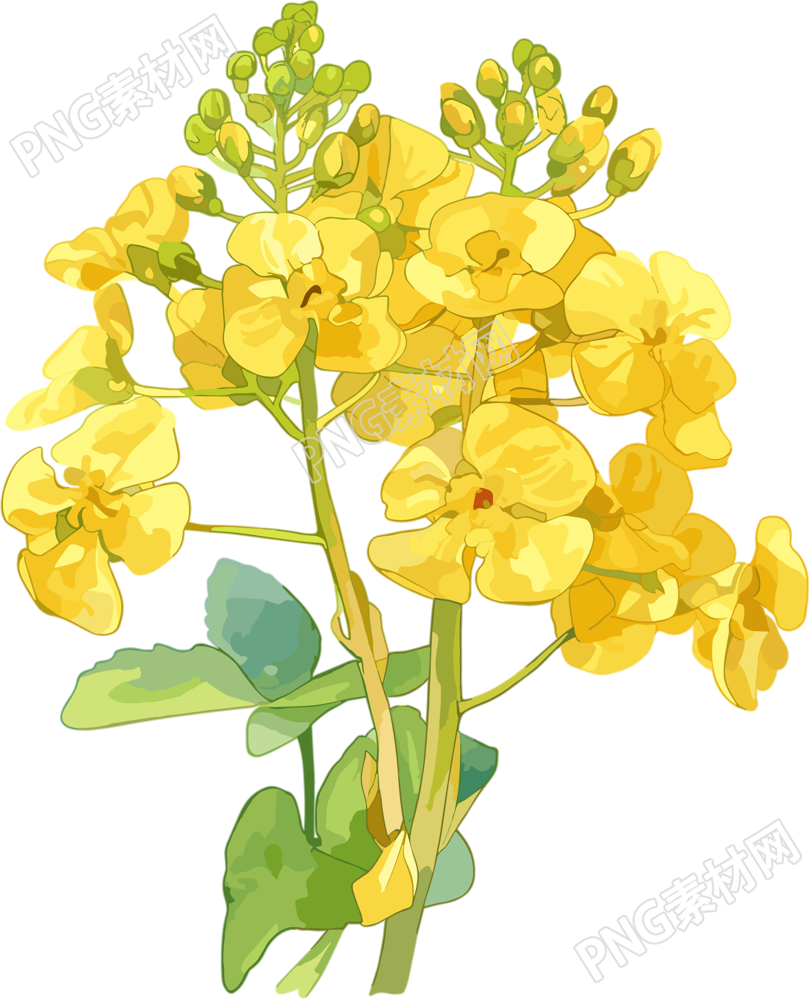 油菜花水彩素材
