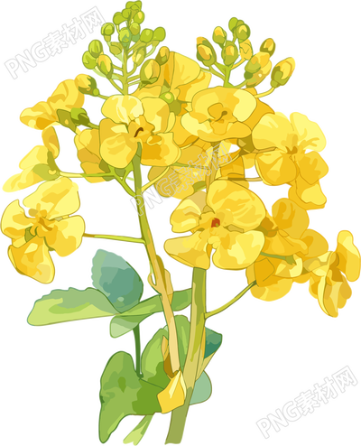 油菜花水彩素材