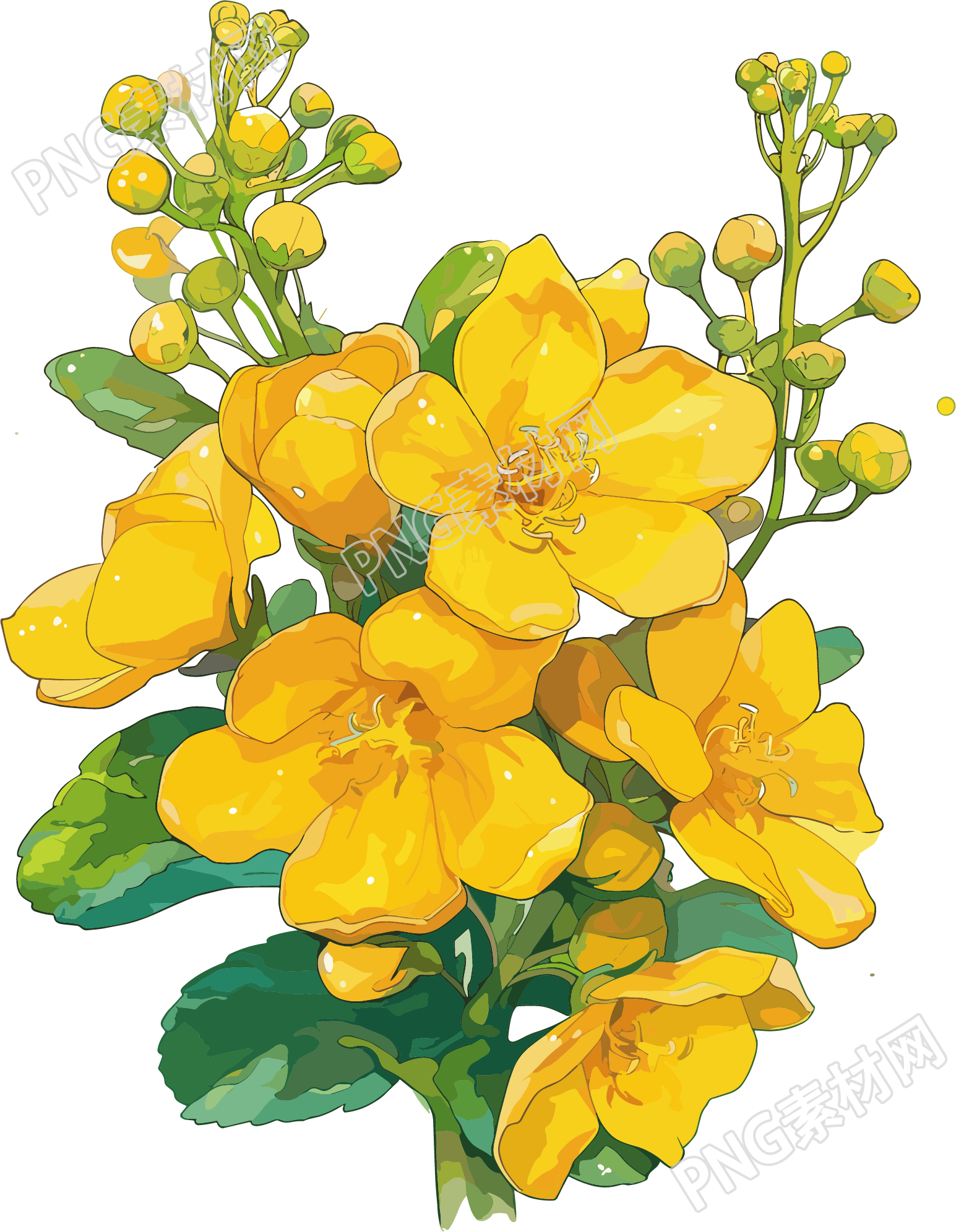油菜花卡通元素