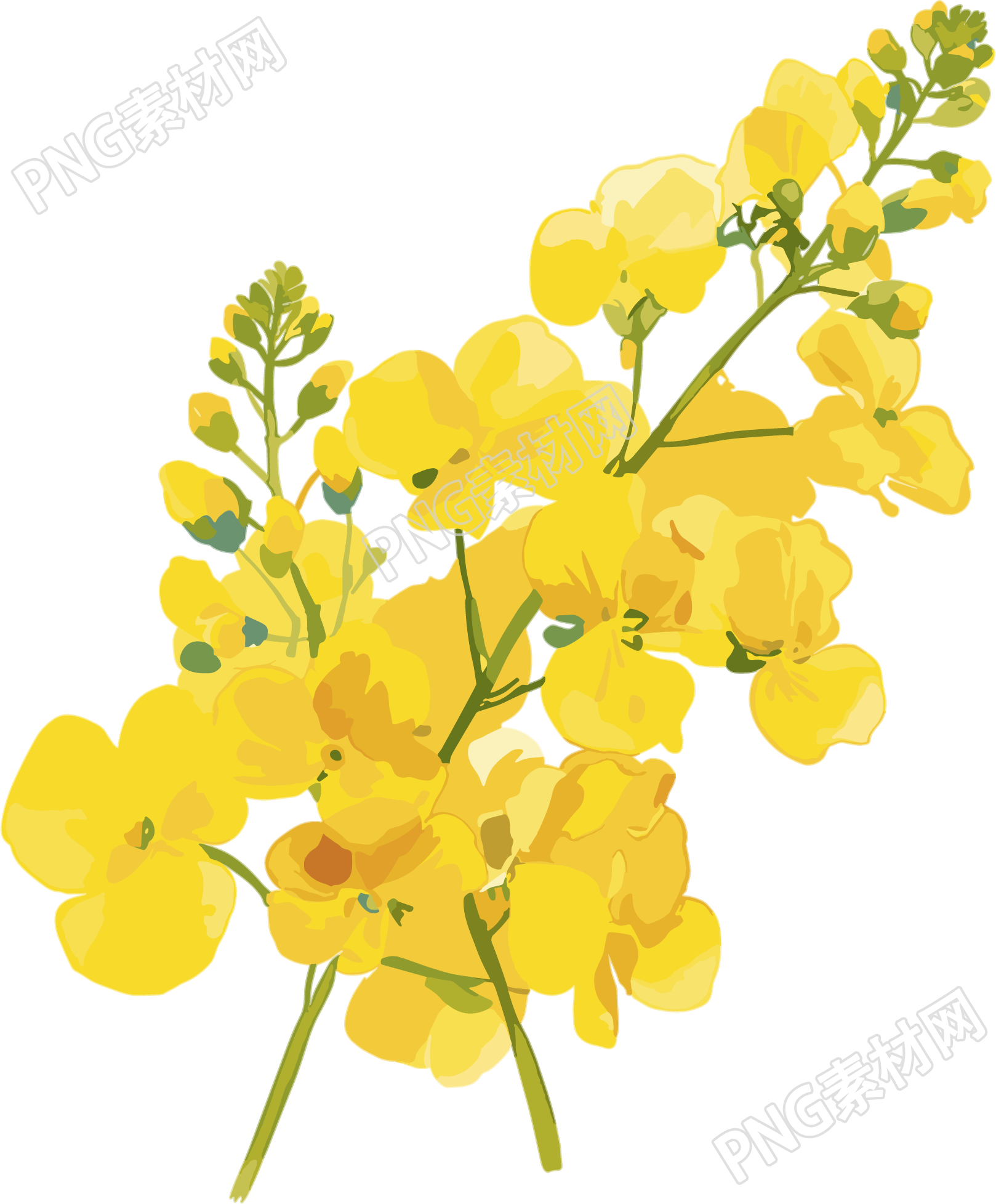 油菜花水彩风格元素