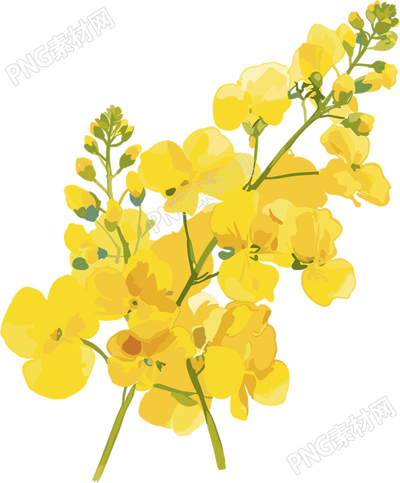 油菜花水彩風格元素