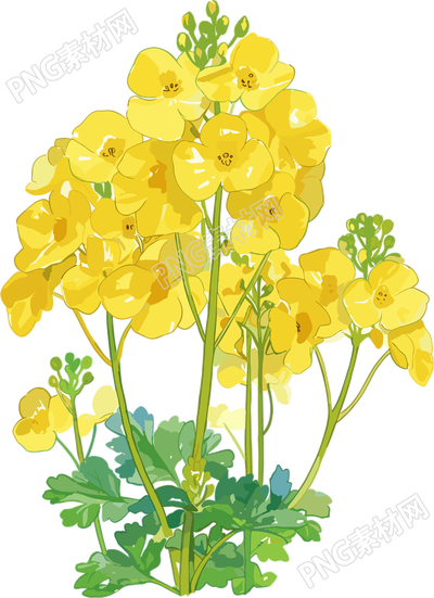 油菜花可商用插圖