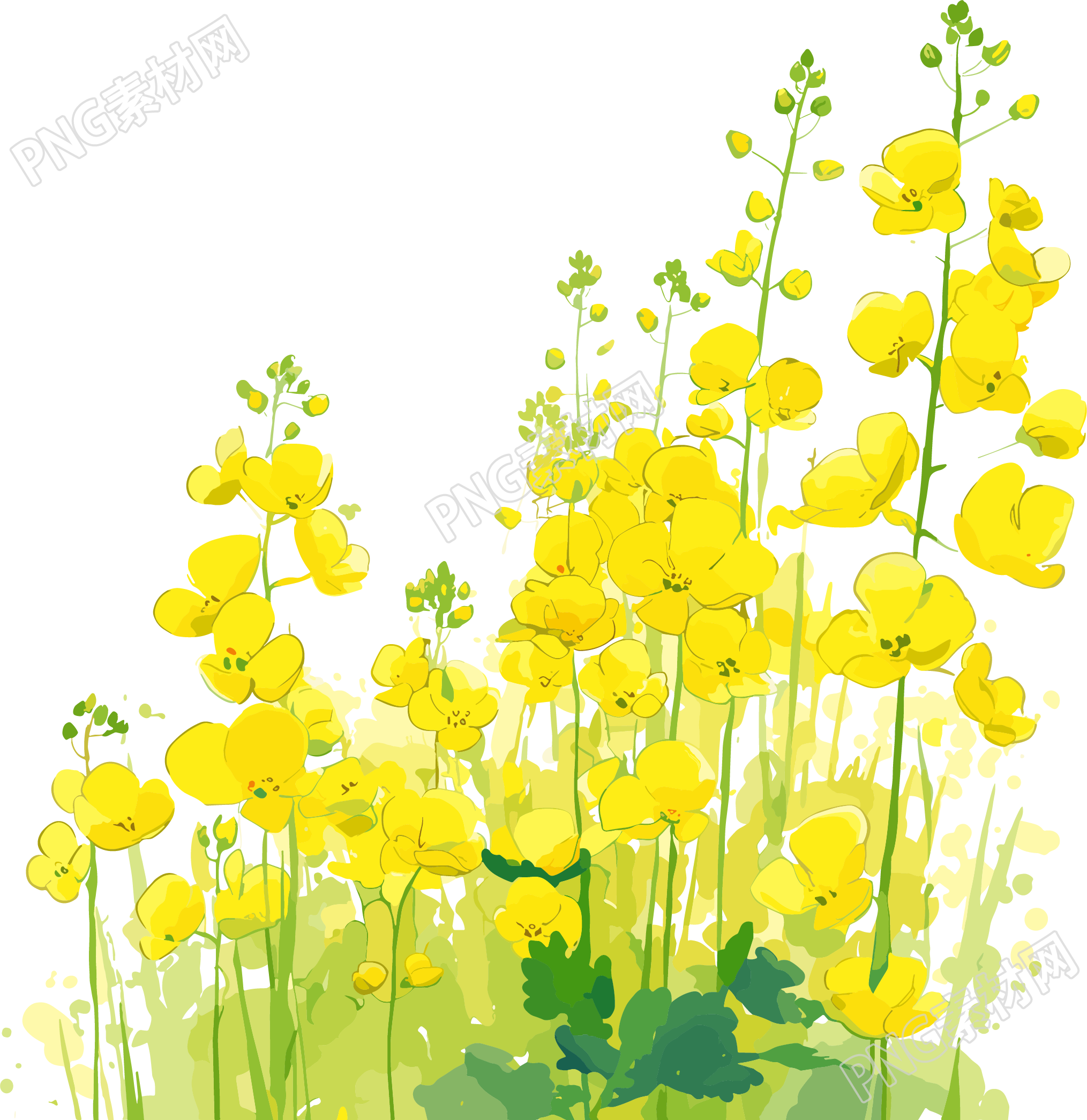 油菜花透明背景插画