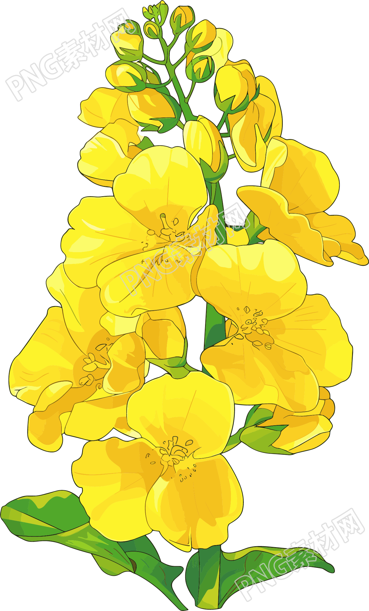 油菜花唯美插画素材