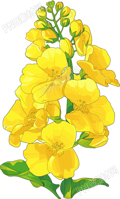 油菜花唯美插畫素材