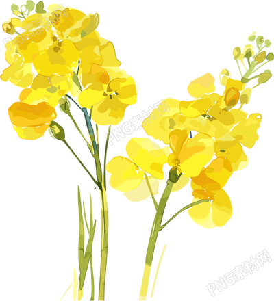 油菜花圖形設計素材