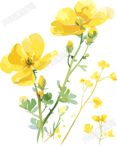 油菜花柔美插圖