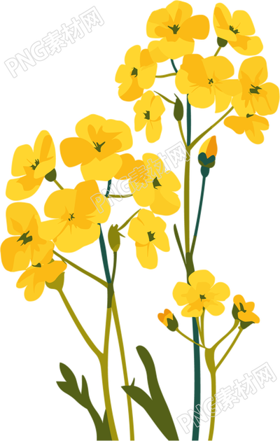 油菜花設計元素