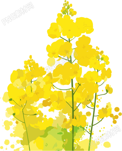 油菜花高清PNG素材