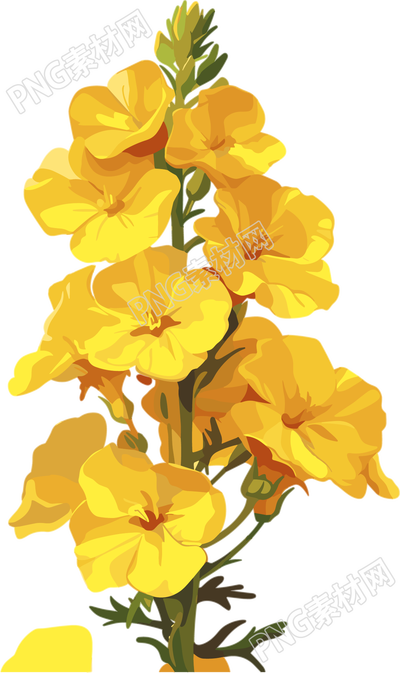 油菜花可商用插畫