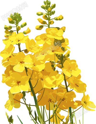 油菜花透明背景素材