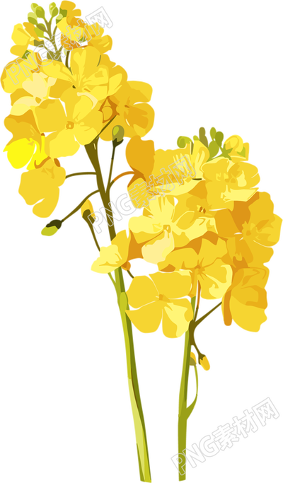 油菜花插畫素材