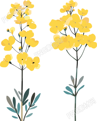 油菜花簡(jiǎn)約插圖