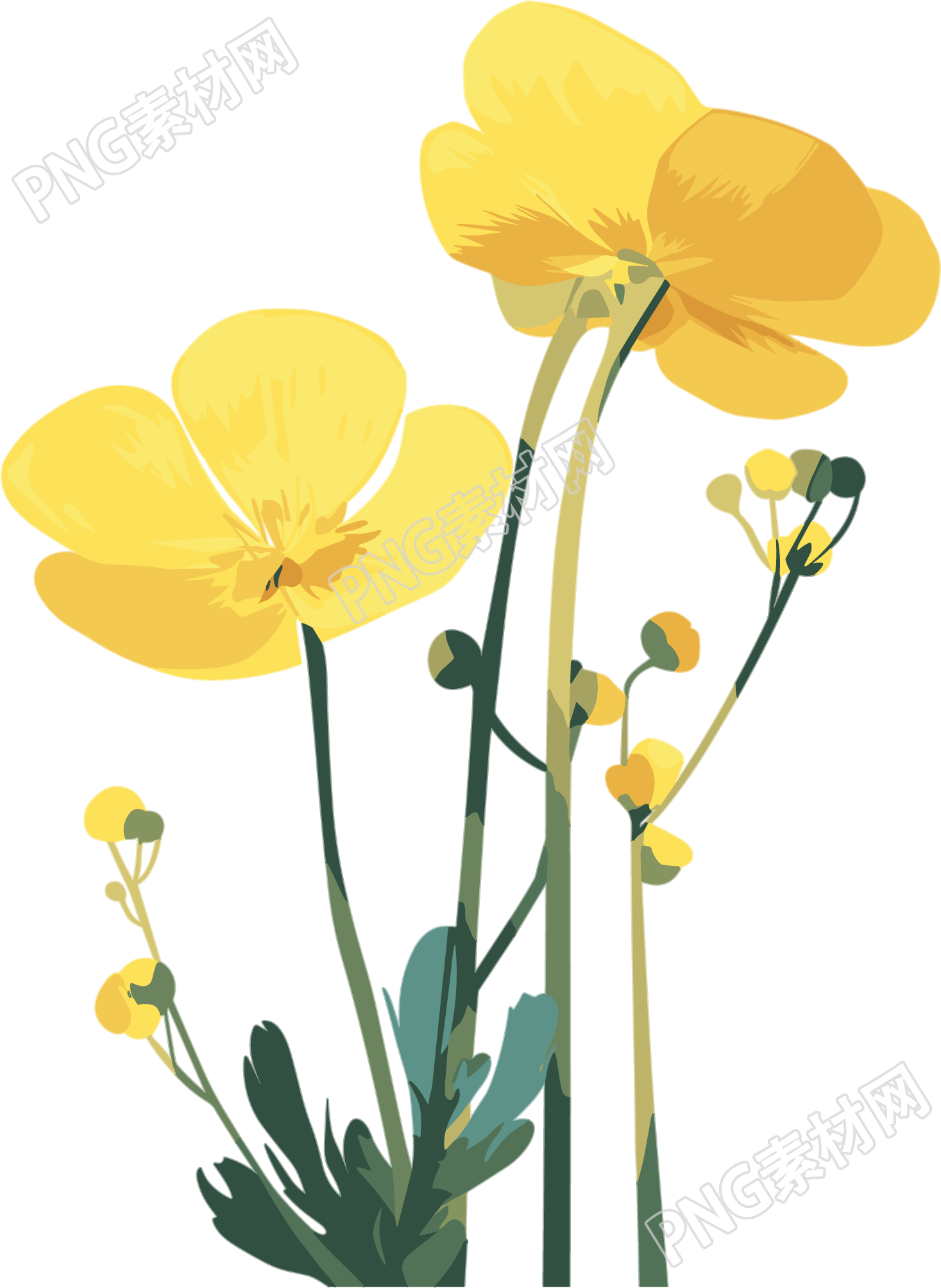 油菜花PNG商用素材