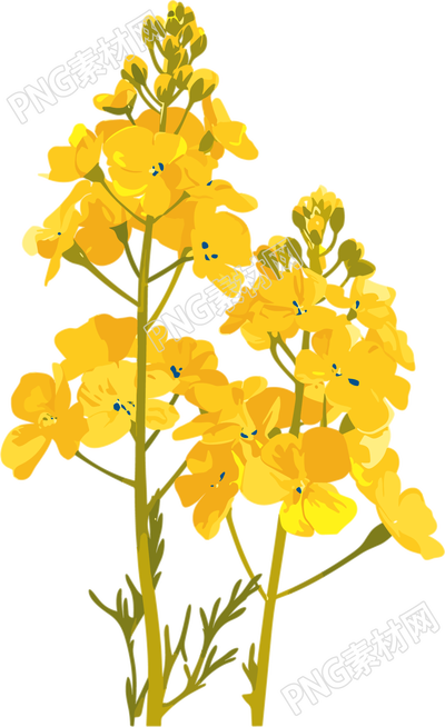 油菜花插畫設(shè)計(jì)素材