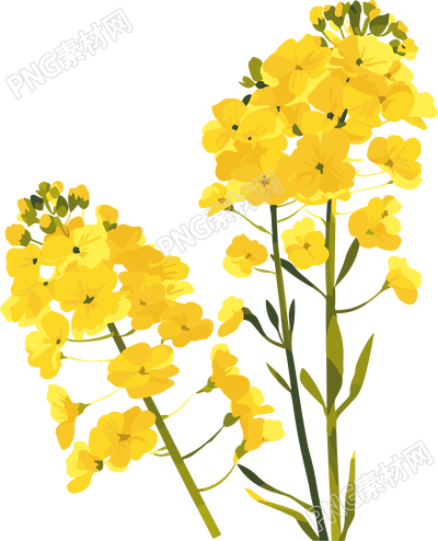 油菜花水彩插畫