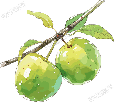 青梅PNG創(chuàng)意插圖