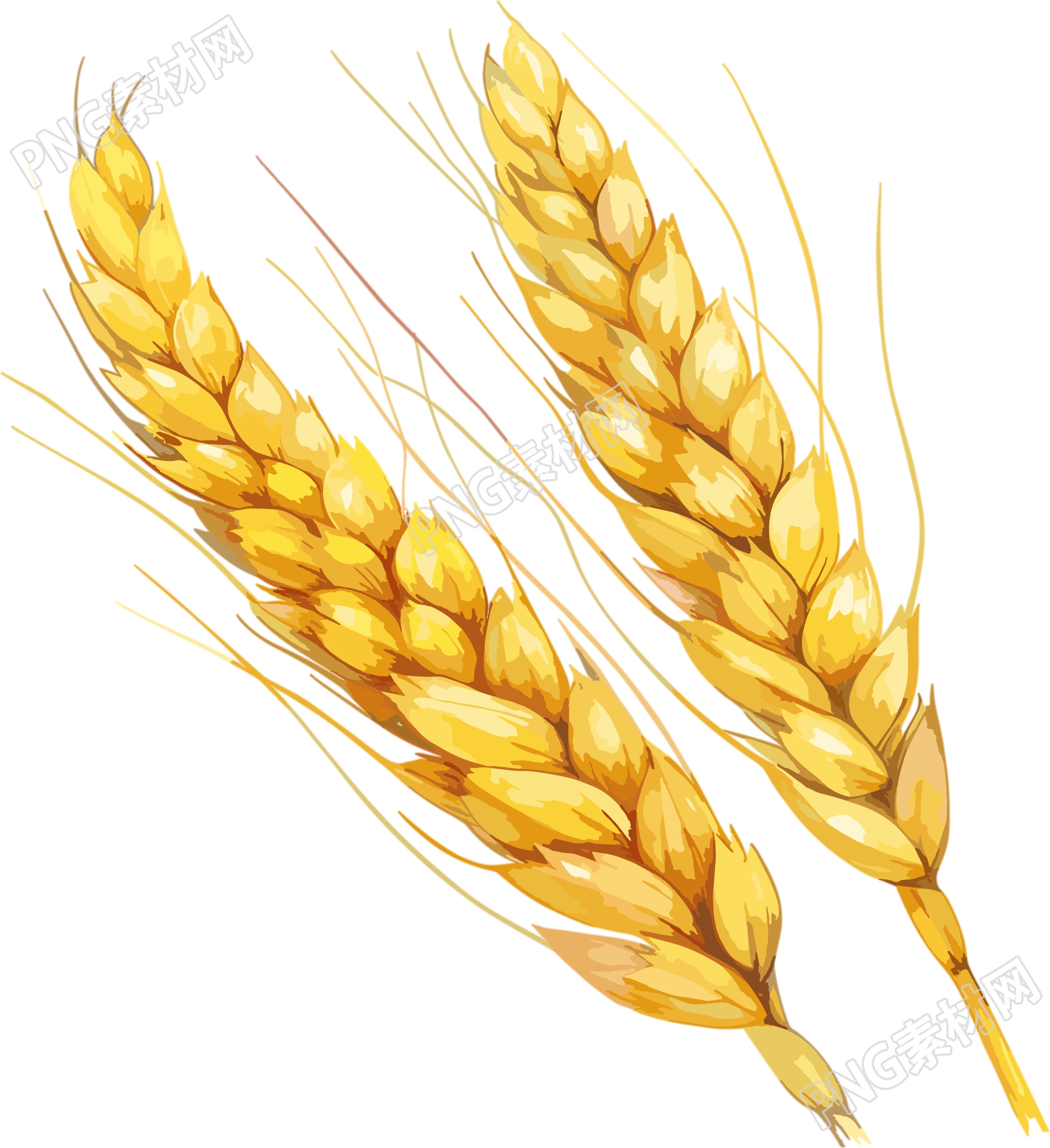两个小麦穗插画素材