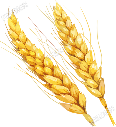 兩個小麥穗插畫素材