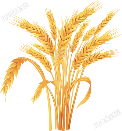 金黃小麥插畫