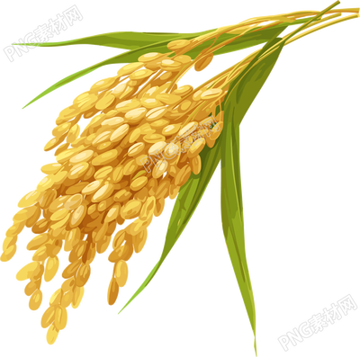 晚稻高清圖形素材