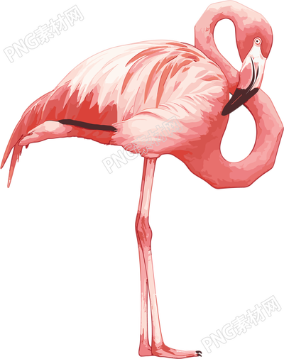 火烈鳥高清素材