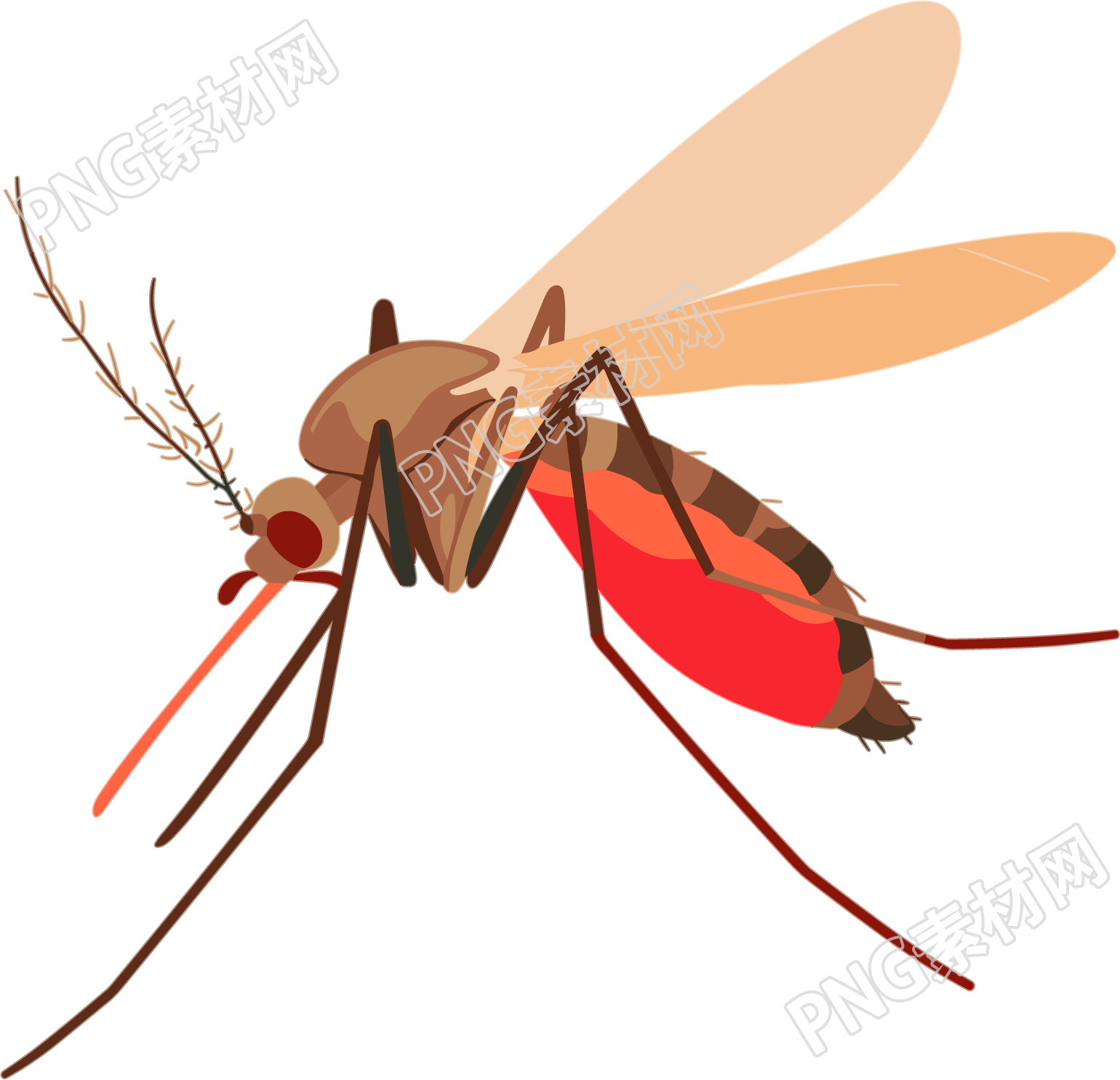 蚊子昆虫插画
