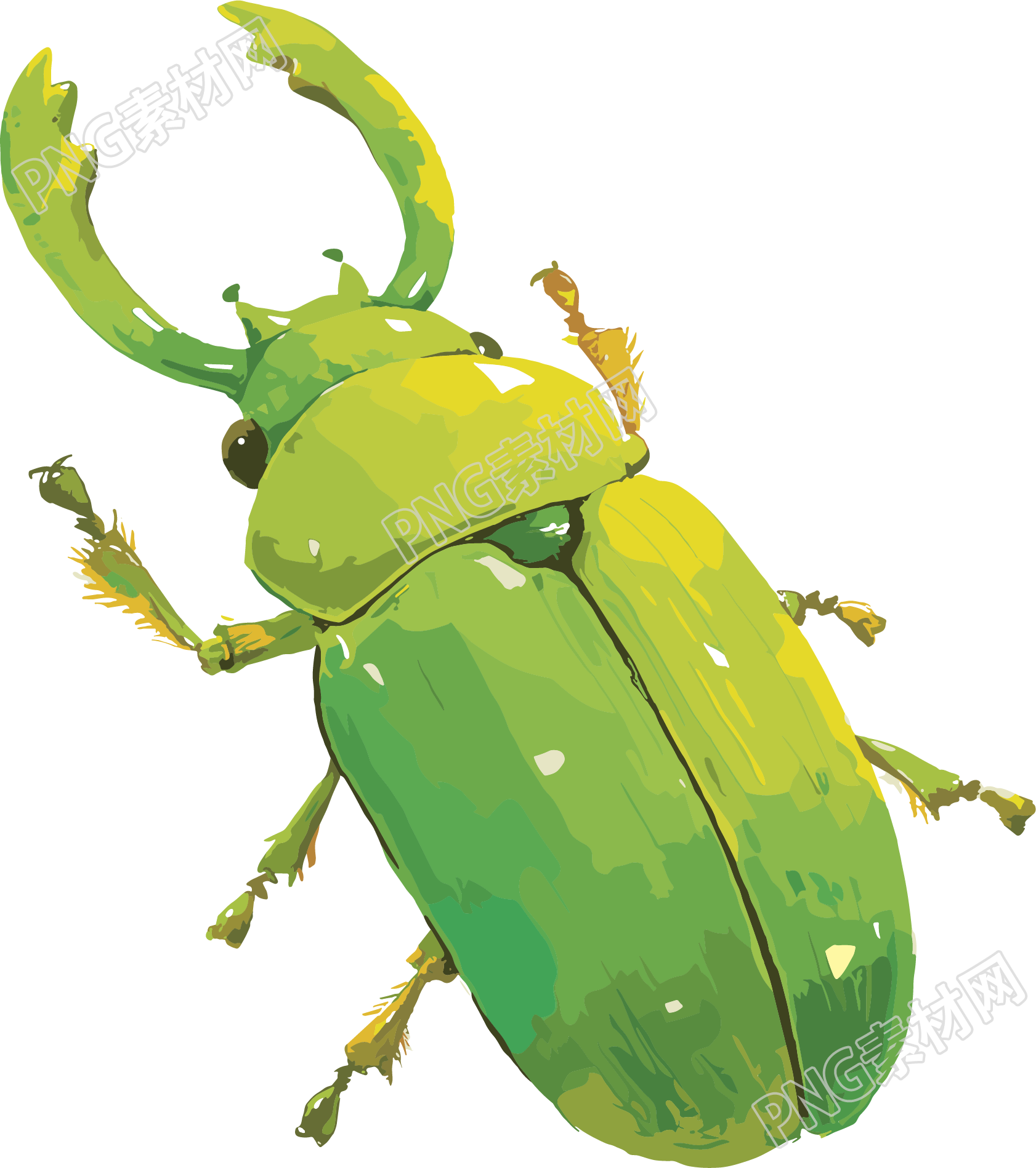 牛角虫昆虫插画素材