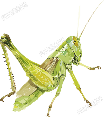 昆蟲(chóng)螞蚱插圖