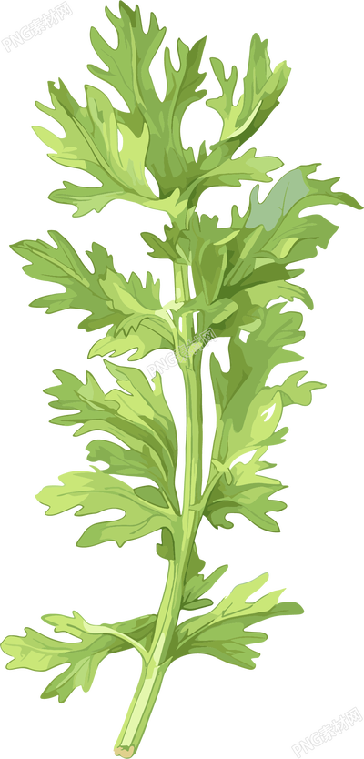 艾草可商用插画