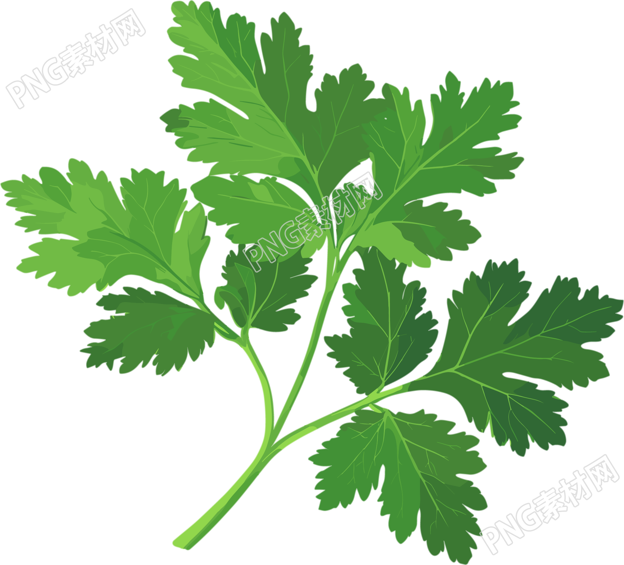 艾草插画设计素材