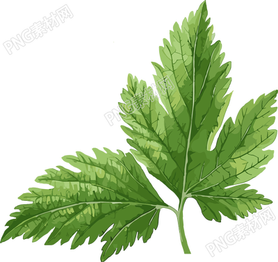 艾草极简插图