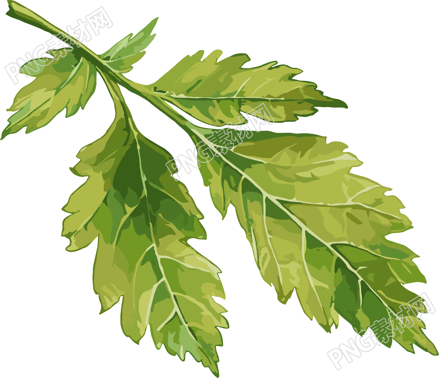 艾草矢量插画