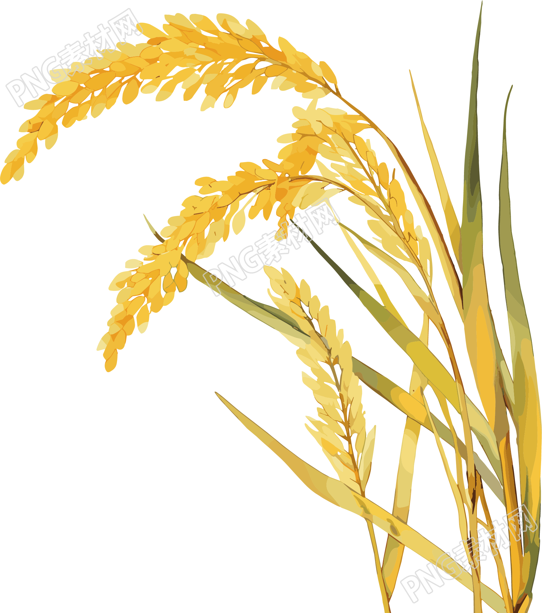 小麦可商用素材芒种插图