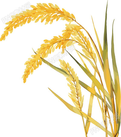 小麦可商用素材芒种插图
