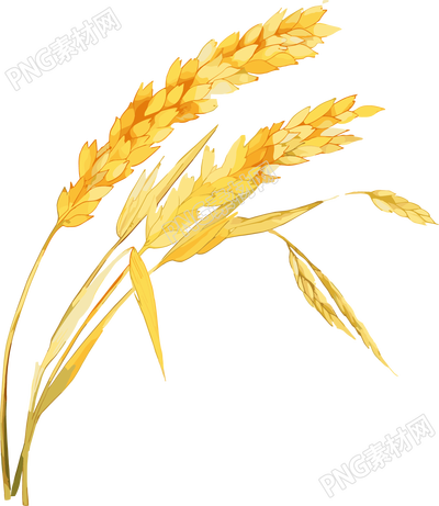 小麦卡通风格芒种素材