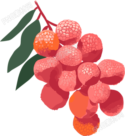 荔枝矢量图形插画
