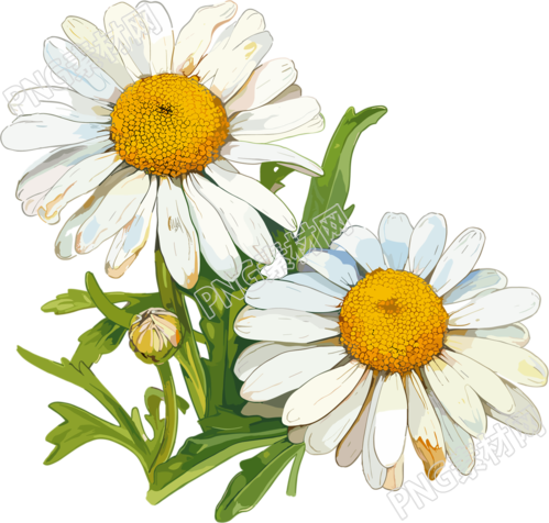 雏菊插画素材