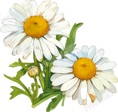 雏菊插画素材