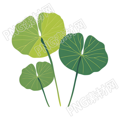 夏天荷叶简洁插画