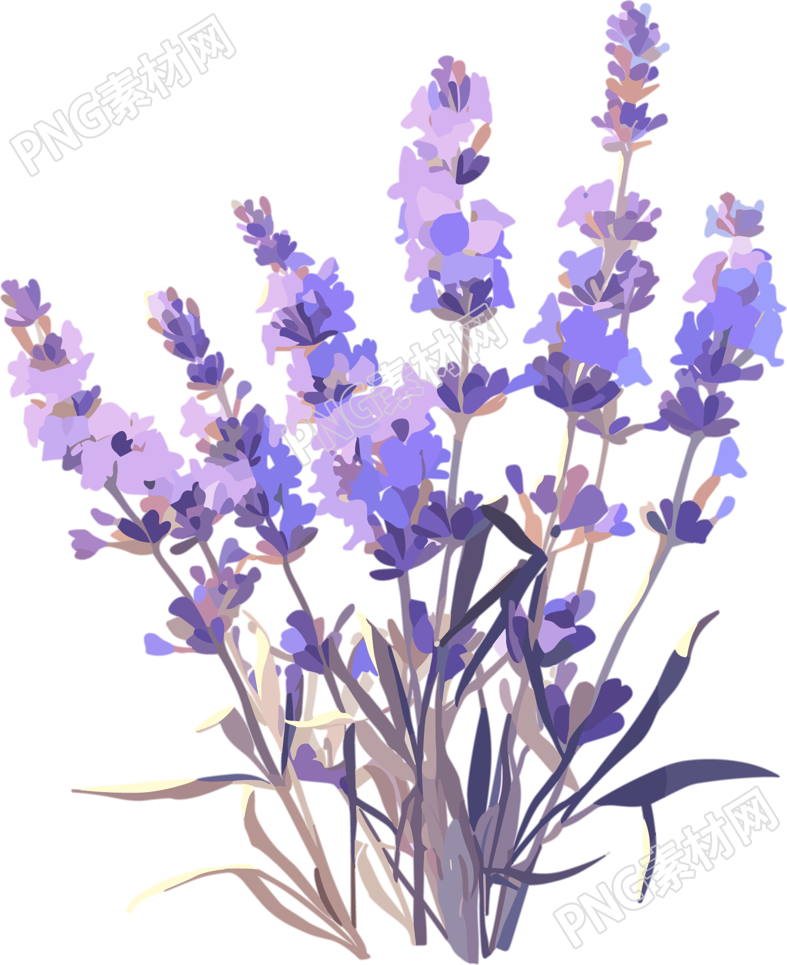 薰衣草高清插图