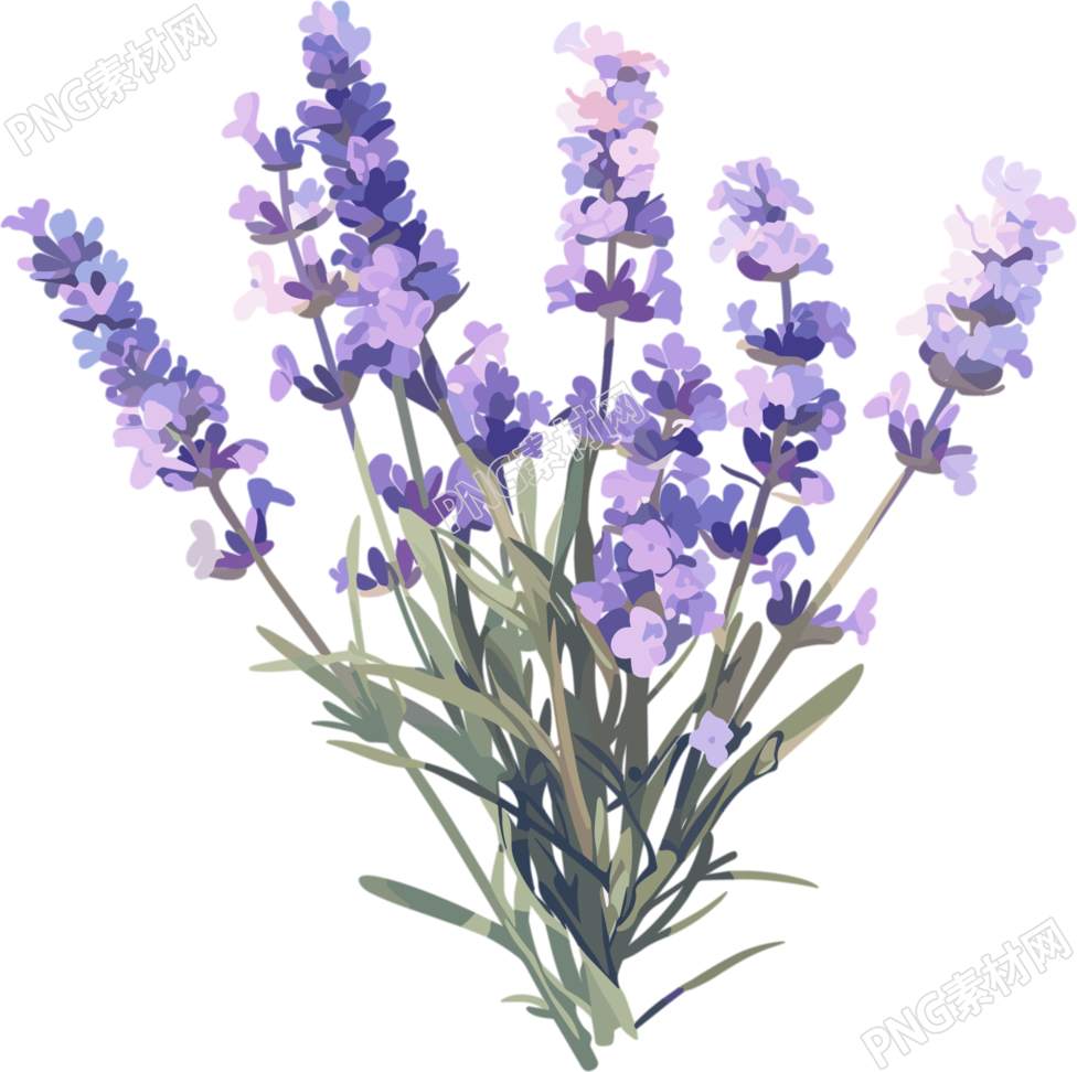 薰衣草可商用插画