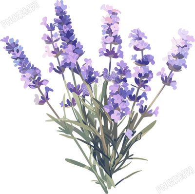 薰衣草可商用插画