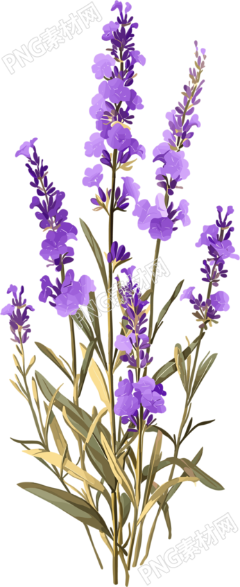 薰衣草透明背景素材