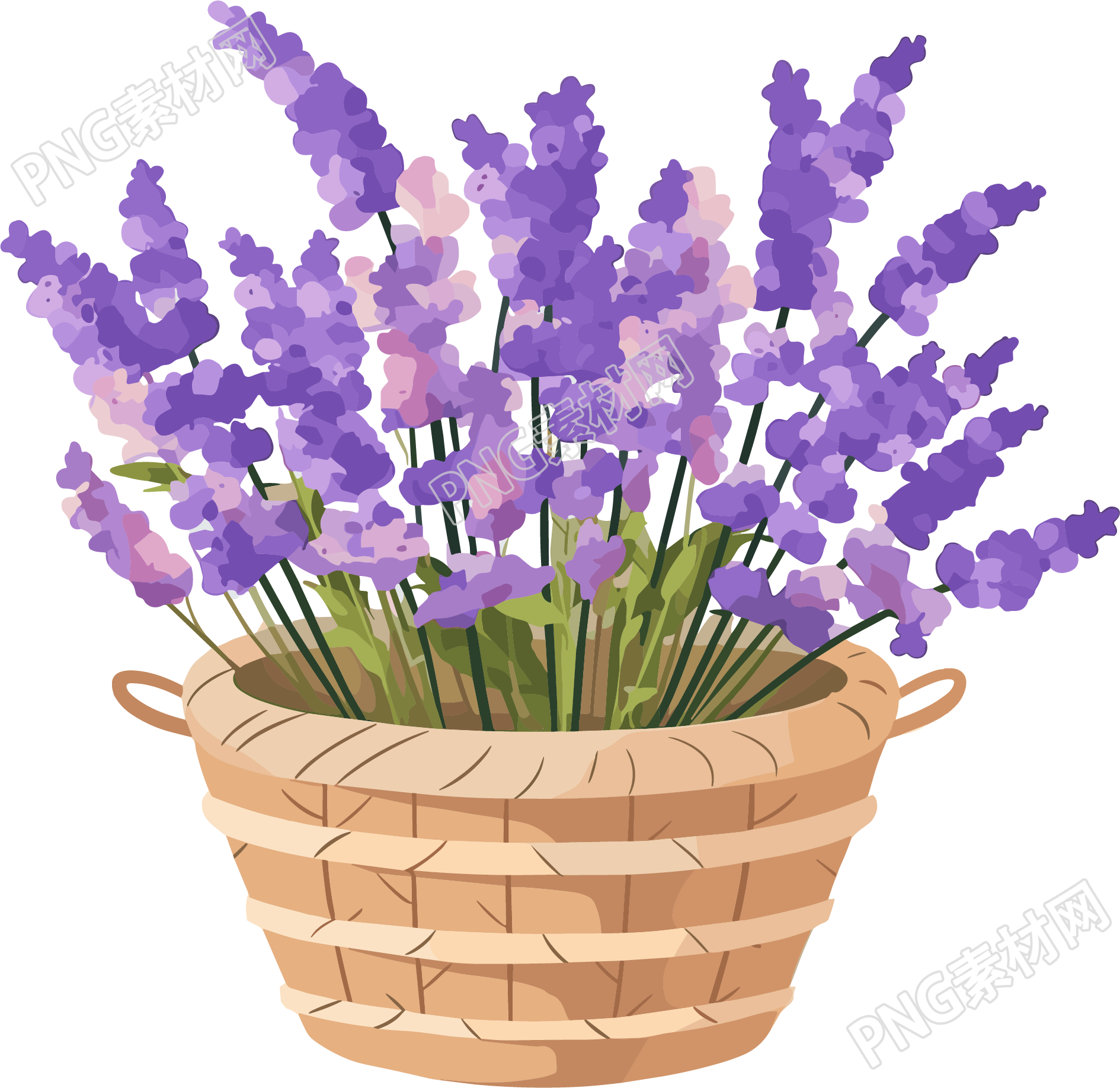 薰衣草清新插画